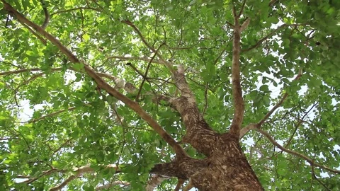 Tree Canopy Panning Clip Stockbeeldmateriaal 76058702