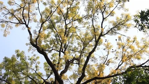 Tree Canopy Panning Clip Stock Footage 83318054