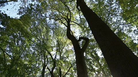 Tree Canopy Panning Wide Shot Stock Footage 32220488