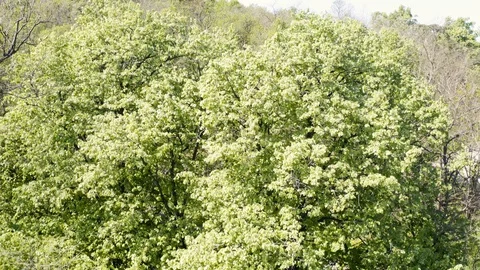 From the tree canopy to the panorama of the city below the hill with the tower Stock Footage 129068137
