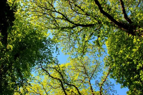 Tree canopy Stockfoto's