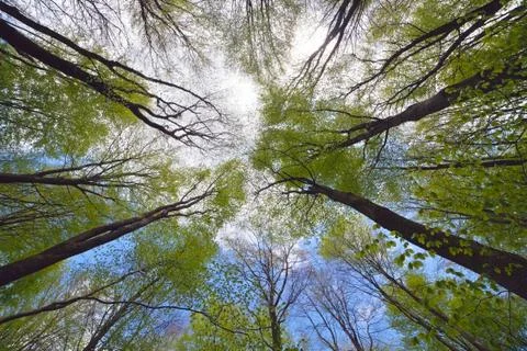 Tree canopy Stock Photos