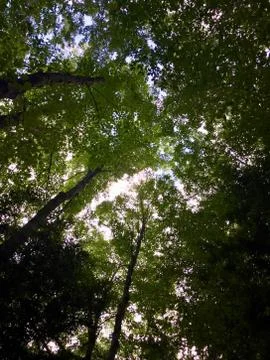 Tree Canopy Stock Photos