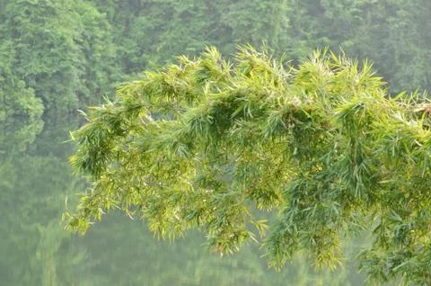 Tree canopy Foto stock