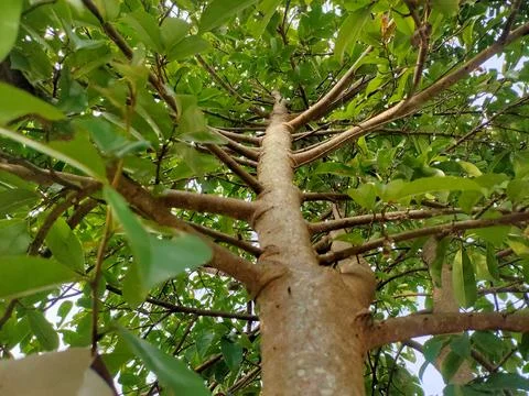  Tree Canopy Stock Photos