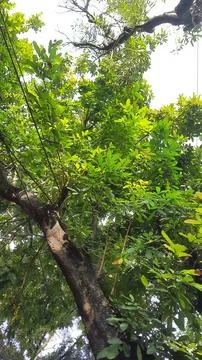 Tree Canopy Stock Photos