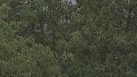 Tree canopy in a rainstorm Stock Footage 160157496