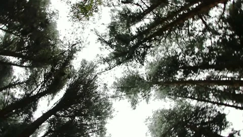 Tree canopy in repetitive circular motion from nadir frame descending to a pa Stock Footage 202154401