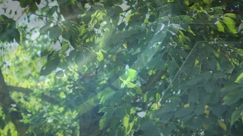 Tree canopy revealing trunk as camera pulling back in tech demo, with 스톡 동영상 332523126