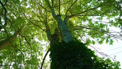 Tree canopy rising above forest from low angle perspective. Tall trunks wrapped Stock Footage 340195723