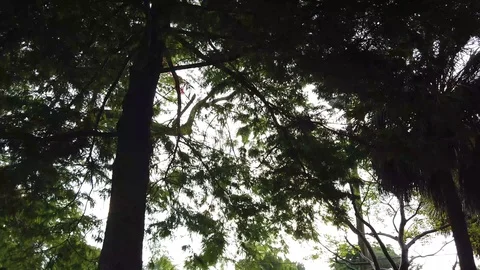 Tree Canopy Scene with Sunlight Stock Footage 110523044