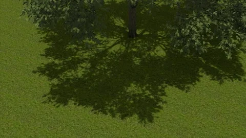 Tree Canopy Shadow On Grass Aerial 3D Render Stock Footage 346444557