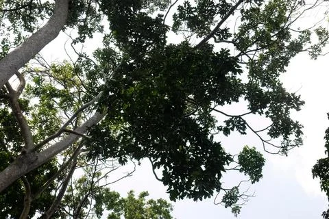 Tree Canopy Silhouette with Bright Sky from Below Stock Photos