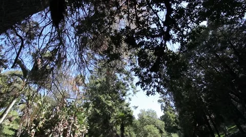 Tree canopy with slider movement Video stock 52972632