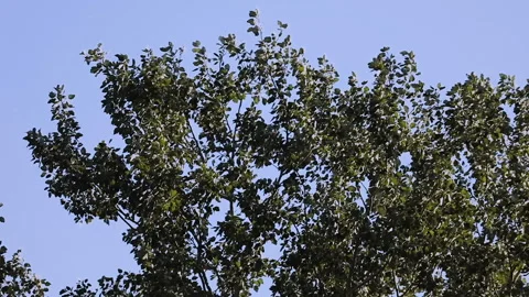 Tree canopy in slow motion 動画素材 131297414
