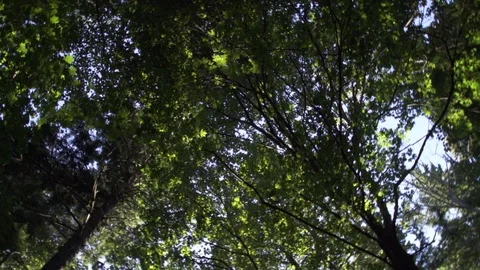 Tree canopy spinning in forest. Vidéo 86878525