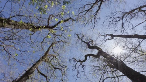 Tree canopy in springtime, Britain, UK Stock Footage 342276426