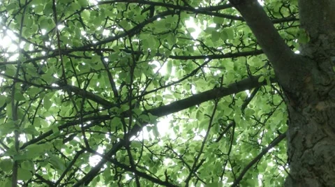 Tree Canopy static.mp4 Stock Footage 46227561
