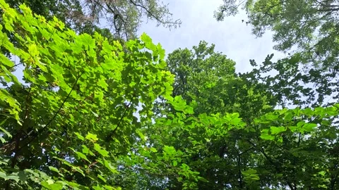 Tree Canopy in Stirling Forest Vidéo 303123703
