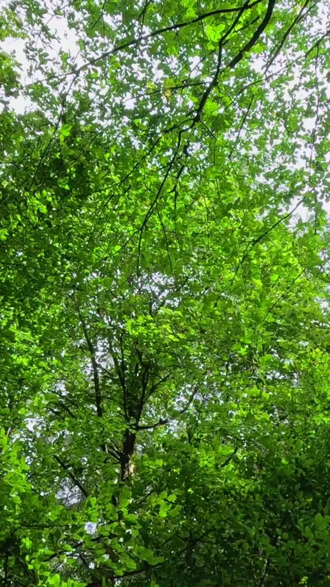 Tree Canopy in Stirling, Scotland Vidéo 305131246