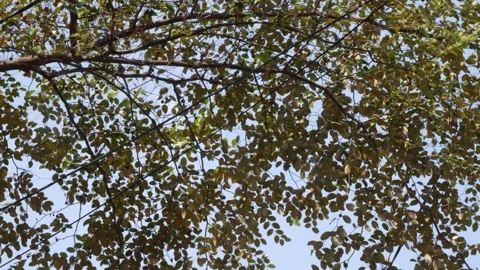 Tree Canopy With Sunlit Green Leaves Against Clear Blue Sky, Nature Background Stock Footage 339036206
