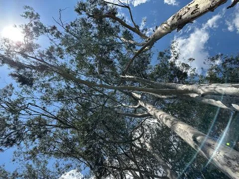 Tree canopy on a sunny day Stock Photos