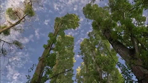 Tree Canopy Swaying Beneath Blue Sky and Clouds Видео 345936663