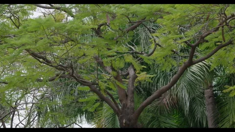 Tree Canopy Swaying in Light Wind, Tropical Foliage Stock Footage 330708091