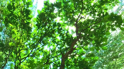 Tree canopy swaying smoothly in summer daylight breeze Stock Footage 318180963