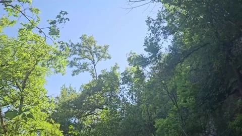 Tree canopy swaying in the wind Stock Footage 308600245