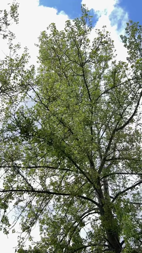 Tree Canopy Swaying in the Wind, Slow Motion Stock Footage 309463436