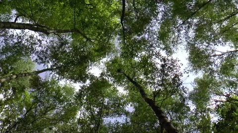 Tree Canopy Time lapse Stock Footage 49999403