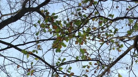 Tree Canopy Time Lapse Stock Footage 99238023