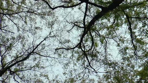 Tree Canopy Time Lapse Stock Footage 99838349