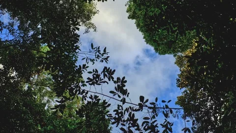 Tree canopy timelapse.mp4 Stock Footage 235761595