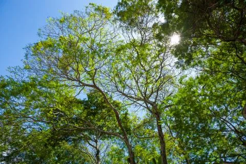Tree canopy of a tropical rain forest Stock Photos