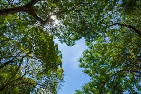 Tree canopy of a tropical rain forest Fotos de archivo