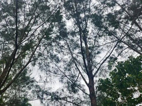 Tree canopy under cloudy sky Stock Photos