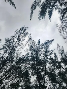 Tree Canopy Under Cloudy Sky Stock Photos
