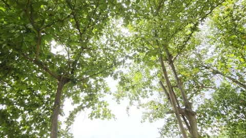 Tree canopy view with bright green foliage swaying in sunlight Vidéo 302437971