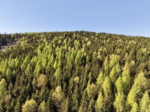Tree Canopy View. Upclose Spring Tree Foliage. Aerial Image Of Layered Tree.. Stock Photos