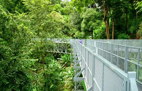 Tree Canopy Walkway, The Iron Bridge in the tropical forest at Queen Sirikit Stock Photos