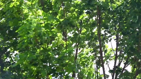 Tree canopy in the wind Stock Footage 133491314