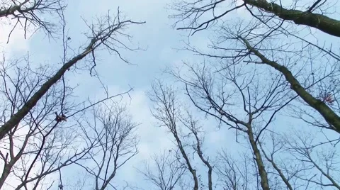 Tree canopy winding Stock-Footage 47990916