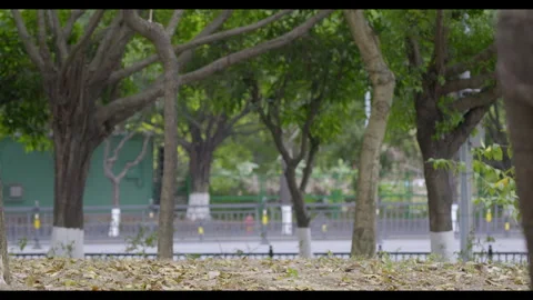 Tree Canopy with Worker in Background for Mindfulness and Urban Nature Content Stock Footage 327529675