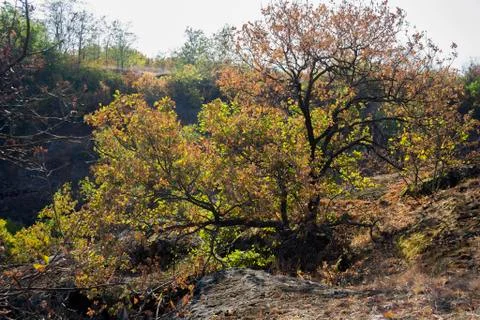 Tree in canyon Stock Photos