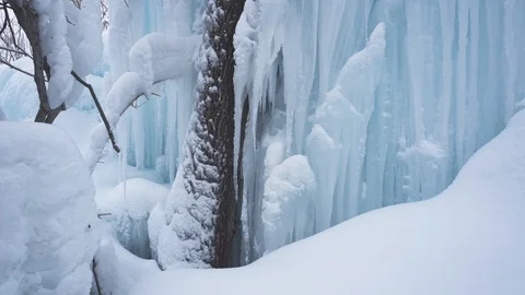 Tree in captivity element Stock Footage 102052551