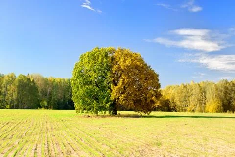 Tree captured at different times of the year Foto stock