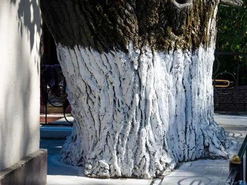 Tree care, tree bark whitewash in the season Stock Photos