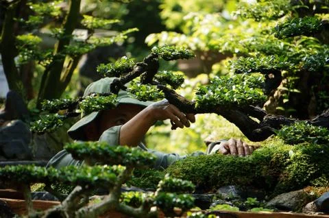 Tree care worker at park Foto stock